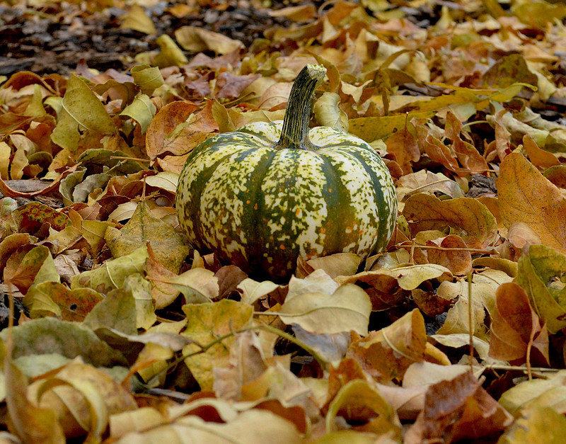 Food - pumpkin 3 2026