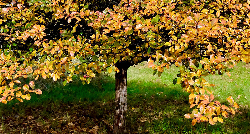 trees- crabapple tree 1 2026
