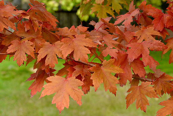 trees- maple leaves 2 2026