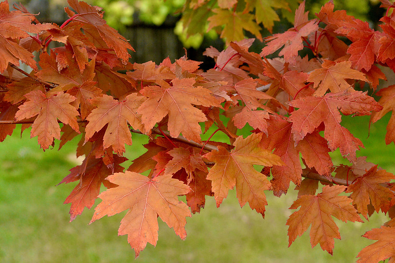 trees- maple leaves 2 2026
