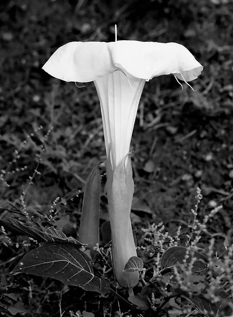 Flowers - Datura 5 2026