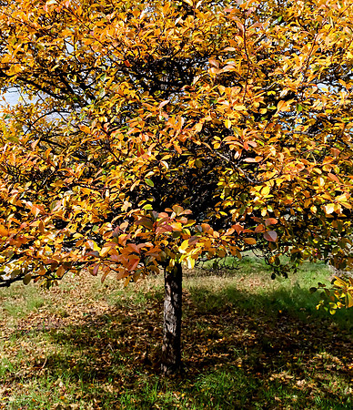 trees - crabapple tree 2 2026