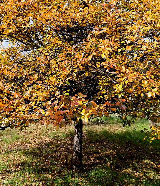 trees - crabapple tree 2 2026