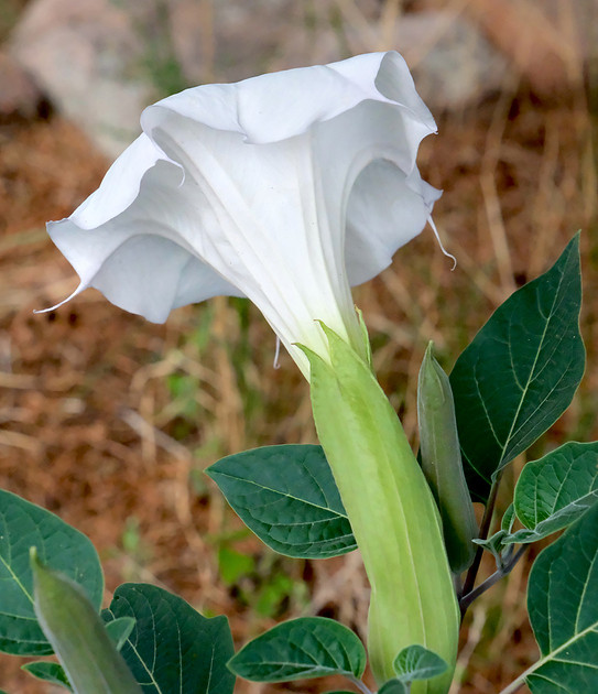 Flowers - Datura 1 2026