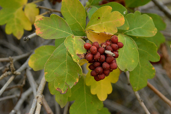 flowers and plants - Rhus aromatica 2026