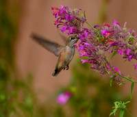 Birds - hummingbirds - 31 2026