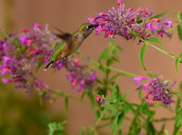 Birds - hummingbirds - 27 2026