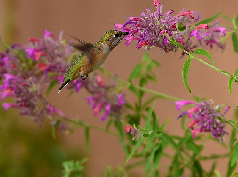 Birds - hummingbirds - 27 2026