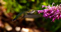 Birds - hummingbirds - 15 2026