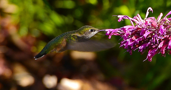 Birds - hummingbirds - 15 2026