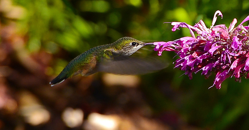 Birds - hummingbirds - 15 2026