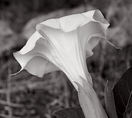 Flowers - Datura 3 2026
