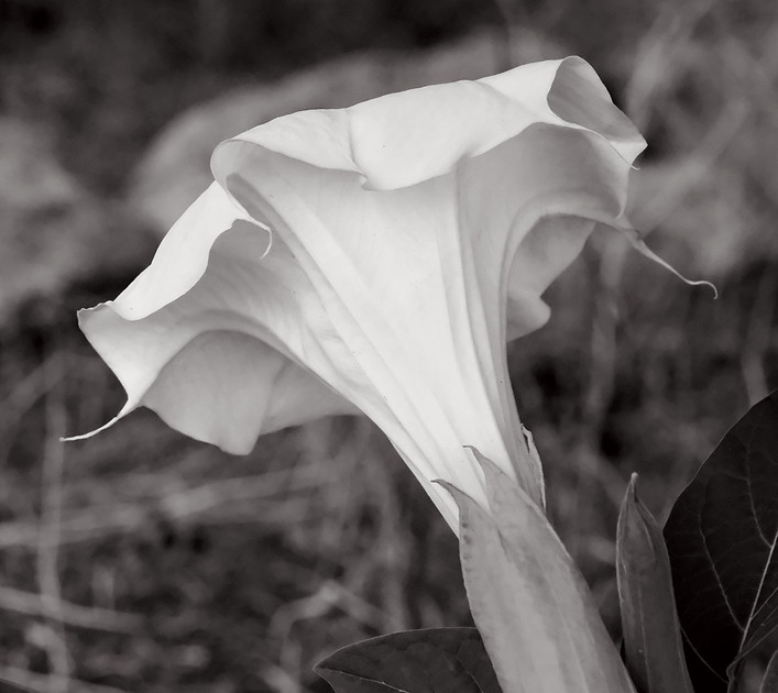 Flowers - Datura 3 2026