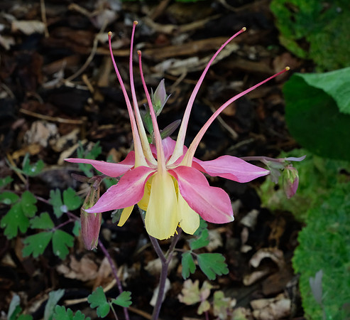 Columbine - McKana Giant 3 2025