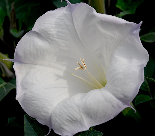 Flowers - Datura 4 2026