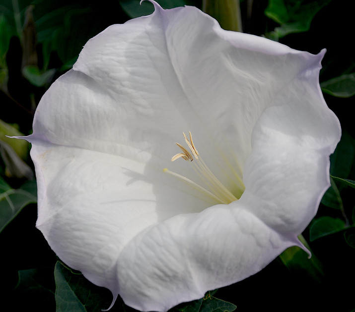 Flowers - Datura 4 2026