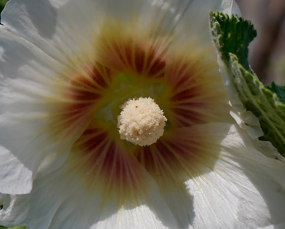 Hollyhocks 7 2025