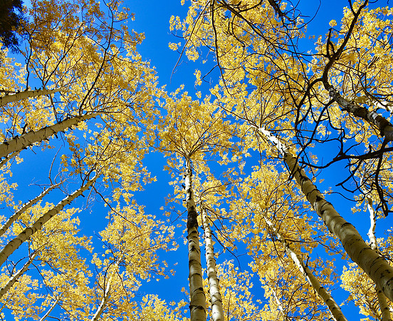 Trees - aspen 2021 10.jpg