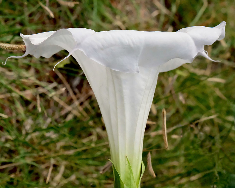 Flowers - Datura 2 2026