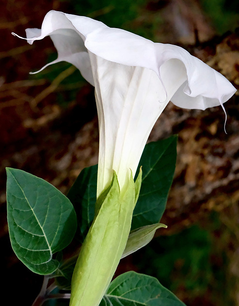 Flowers - Datura 6 2026