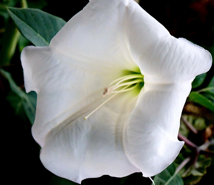 Flowers - Datura 7 2026