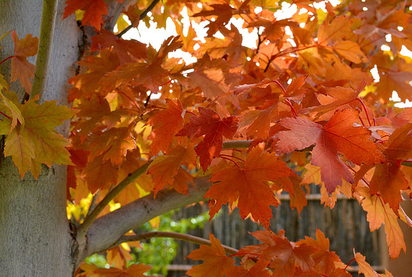 trees - maple leaves 1 2026