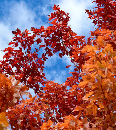 trees - maple leaves 3 2026
