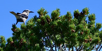 Birds - Clark's Nutcrackers 3 2026