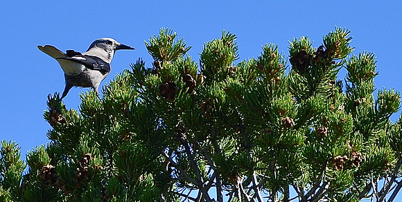 Birds - Clark's Nutcrackers 3 2026