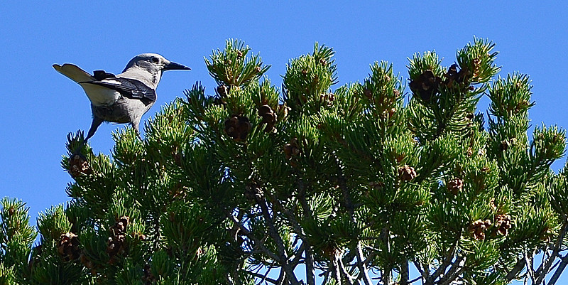 Birds - Clark's Nutcrackers 3 2026