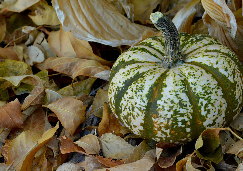 Food - pumpkin 2 2026