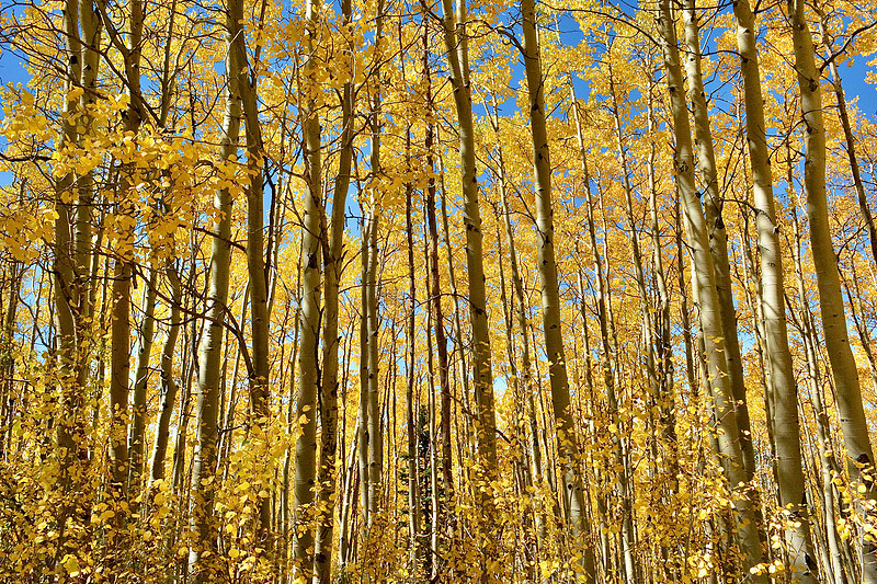 autumn hike on Aspen Vista Trail 5 2026
