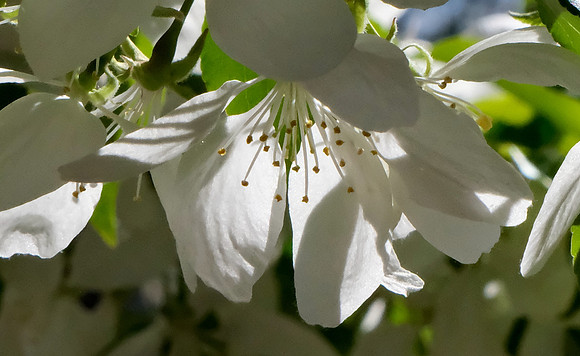 Trees - flowering fruit trees 3 2025
