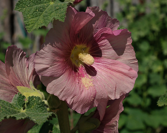 Hollyhocks 10 2025