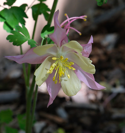 Columbine - McKana Giant 5 2025