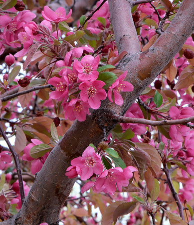 Trees - flowering fruit trees 10 2025