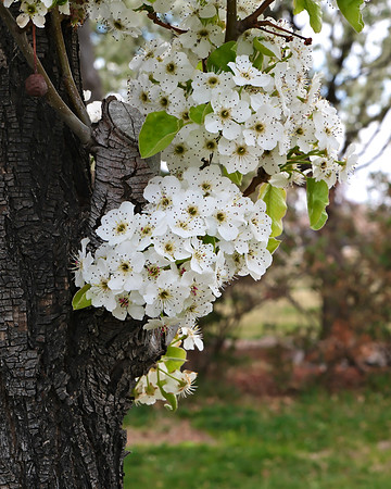 Trees - flowering fruit trees 6 2025