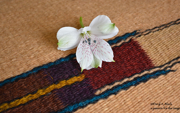 Peruvian lily and rug 318