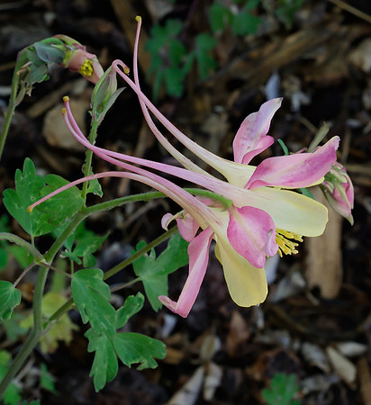 Columbine - McKana Giant 2 2025