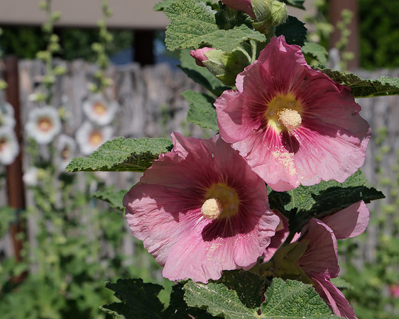 Hollyhocks 11 2025