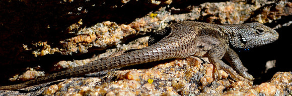 lizard 1