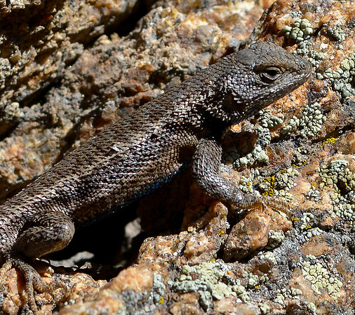 lizard 2