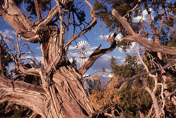 juniper and windmill, Bluewater Lake