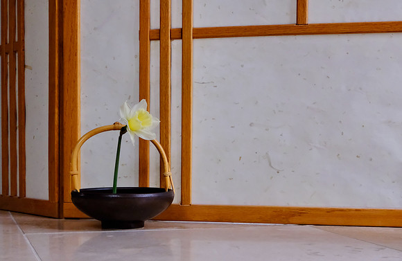 daffodil & vase still life 3 2025