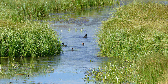Valles Caldera East Fork of the Jemez River - coots - 2023