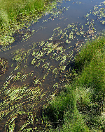 Valles Caldera East Fork of the Jemez River 3