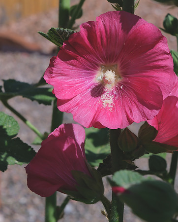 Hollyhocks - in praise of pollen 2
