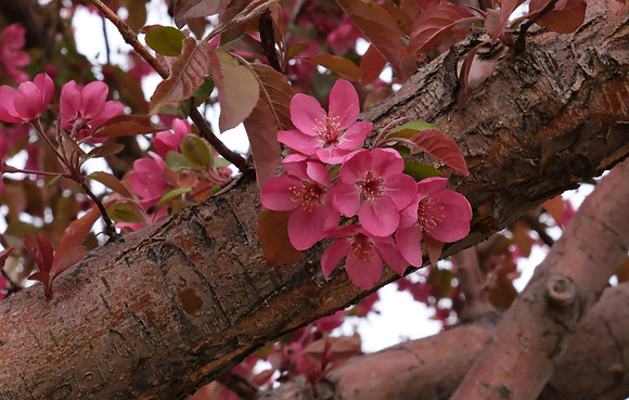 Trees - flowering fruit trees 7 2025