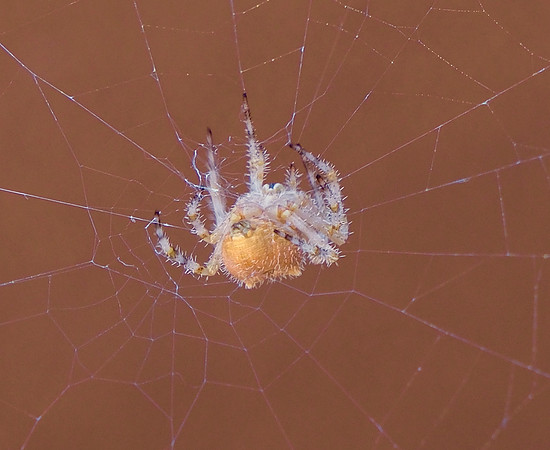 spider, cat face 2