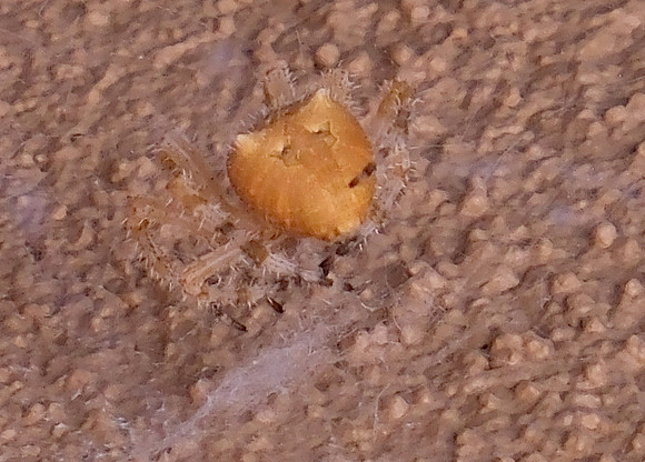 spider, cat face 3